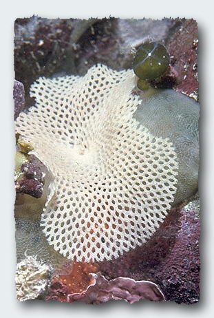 A foraminifera, a single celled creature woven into the tapestry of life where Sea touches its bed. © 