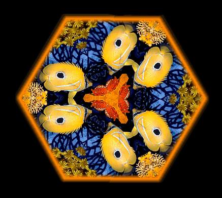 A kaleidoscopic animation of a fish and its prey on a coral reef. © 
