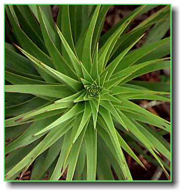 The torus design in the plants of Prony. © http://www.thread-of-awareness-in-chaos.com/order.html
