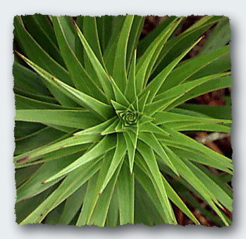 alittle plant in prony &copy; http://www.thread-of-awareness-in-chaos.com/order.html