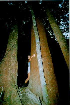 Freddy hugs a tree in the rain forest in New Caledonia. © 