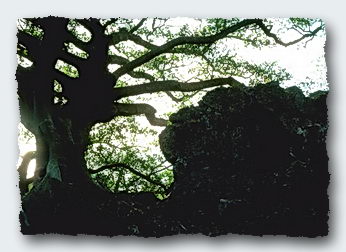 An old tree atop a mountain in New Caledonia, filled with an encyclopedia of information. © 