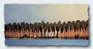 The coconut plantation at Malaupaina in the Solomon Islands © 