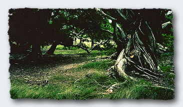 The older the tree, the more powerful its spirit.  © 