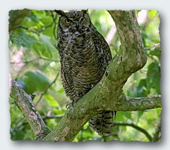 The owl is a tentacle of the tree spirit, ranging out to gather food and dropping nitrates and phosphates to fertilize the tree. © 