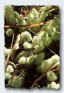 An unusual lichen, the symbiotic affair of an algae and a fungus. © 